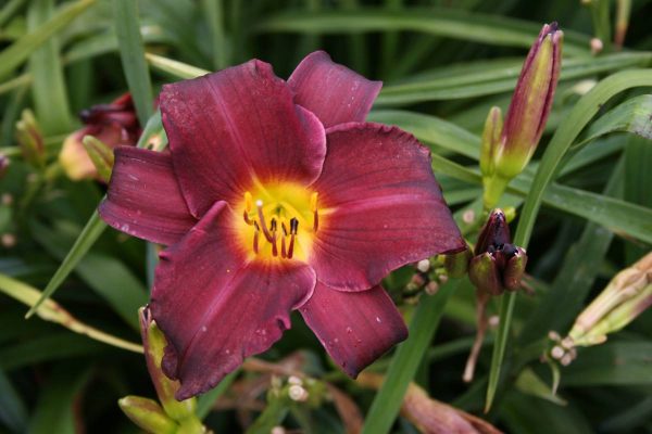 Hemerocallis Minstrel Boy