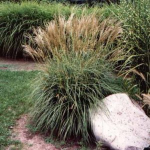 Miscanthus sinensis Adagio