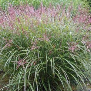Miscanthus sinensis Malepartus