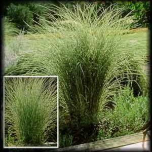 Miscanthus sinensis Morning Light