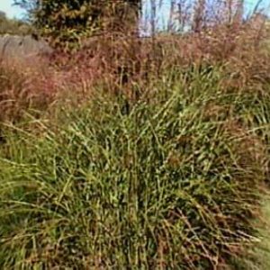 Miscanthus sinensis Pünktchen