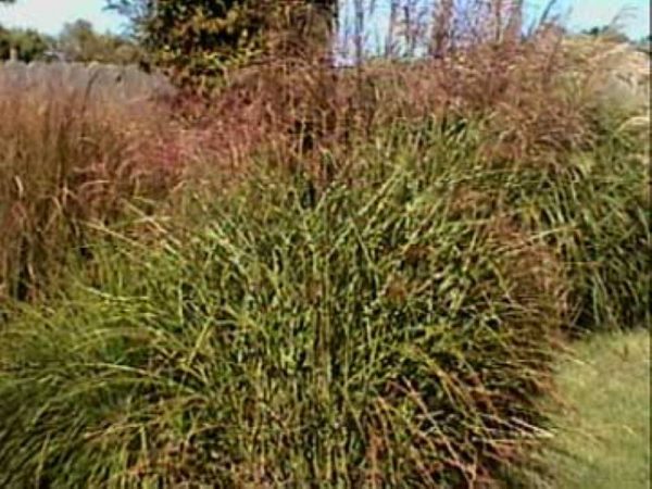 Miscanthus sinensis Pünktchen