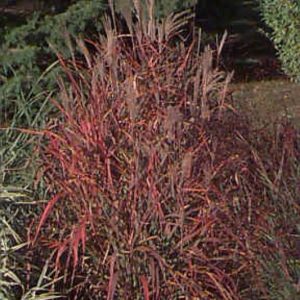 Miscanthus sinensis Purpurascens