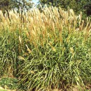 Miscanthus sinensis Silberfeder