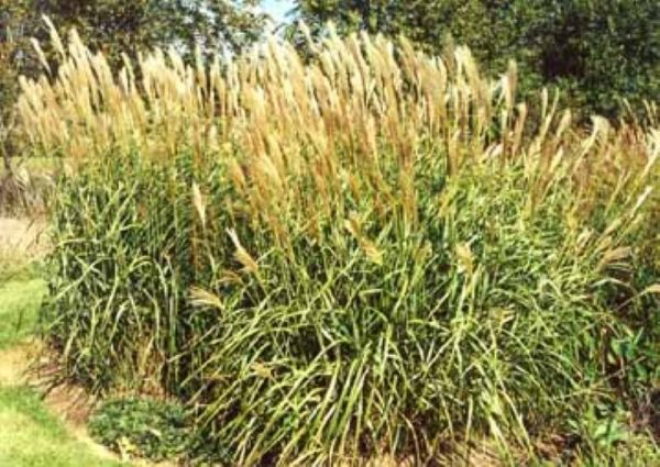 Miscanthus sinensis Silberfeder