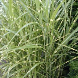 Miscanthus sinensis Strictus