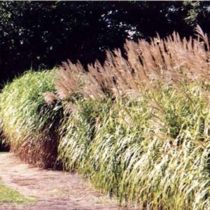Miscanthus sinensis Floridulus(giganteus)