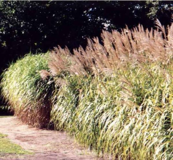 Miscanthus sinensis Floridulus(giganteus)
