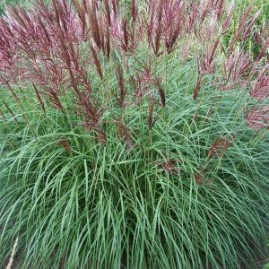 Miscanthus sinensis Ferner Osten