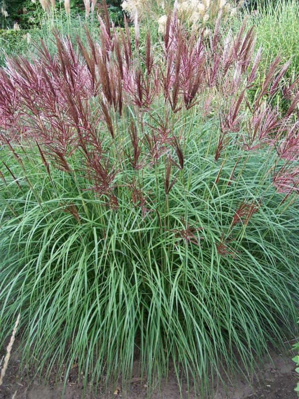 Miscanthus sinensis Ferner Osten