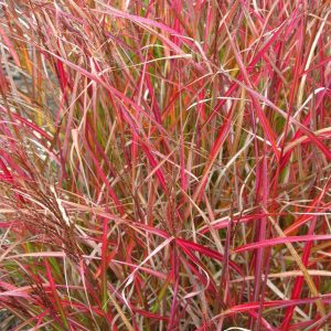Miscanthus sinensis Purple Fall