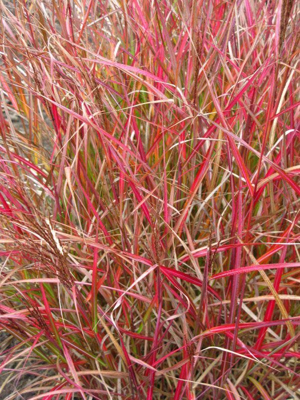 Miscanthus sinensis Purple Fall