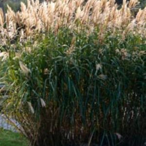 Miscanthus sinensis Zebrinus