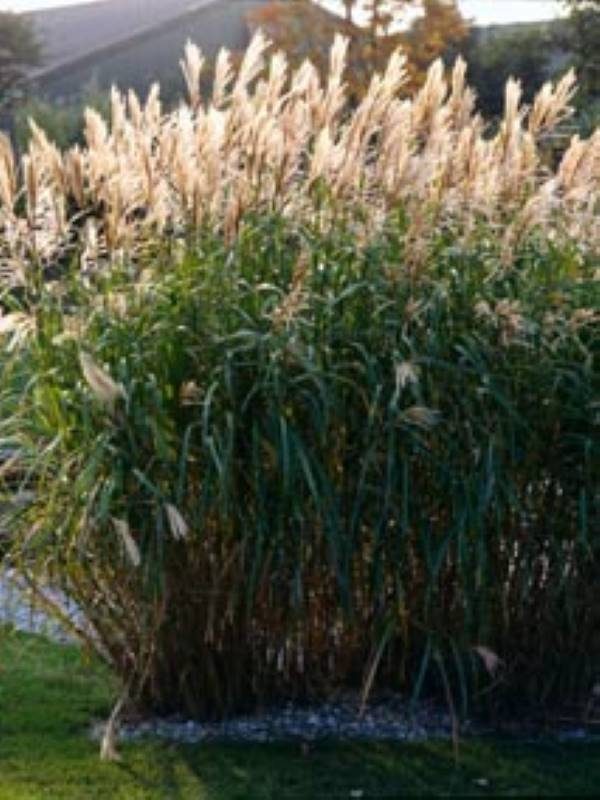 Miscanthus sinensis Zebrinus