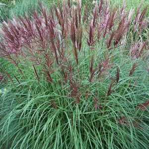 Miscanthus sinensis Red Chief