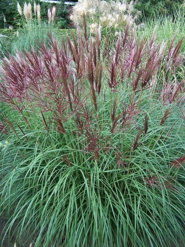 Miscanthus sinensis Red Chief