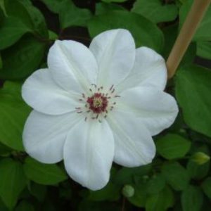 Clematis Miss Bateman