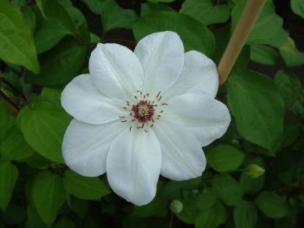 Clematis Miss Bateman