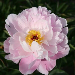 Paeonia  Miss Eckhard