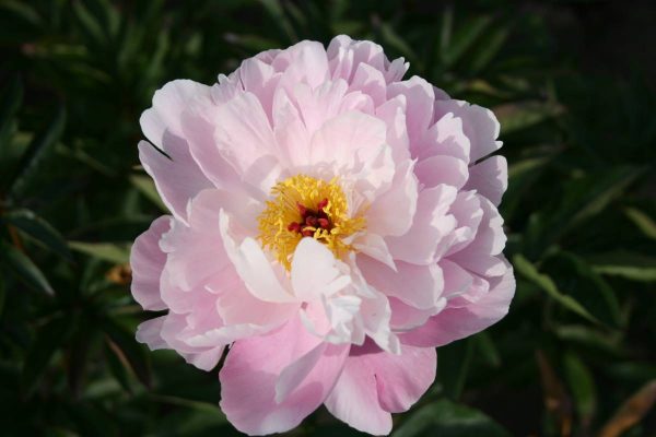 Paeonia  Miss Eckhard