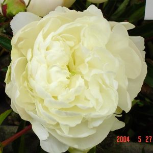 Paeonia  Miss Kelly
