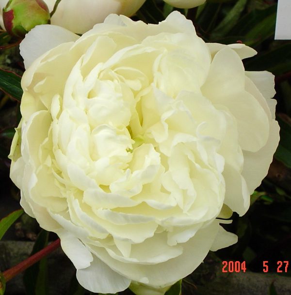 Paeonia  Miss Kelly