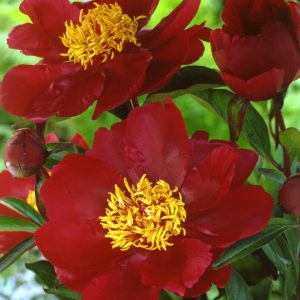 Paeonia  Miss Mary