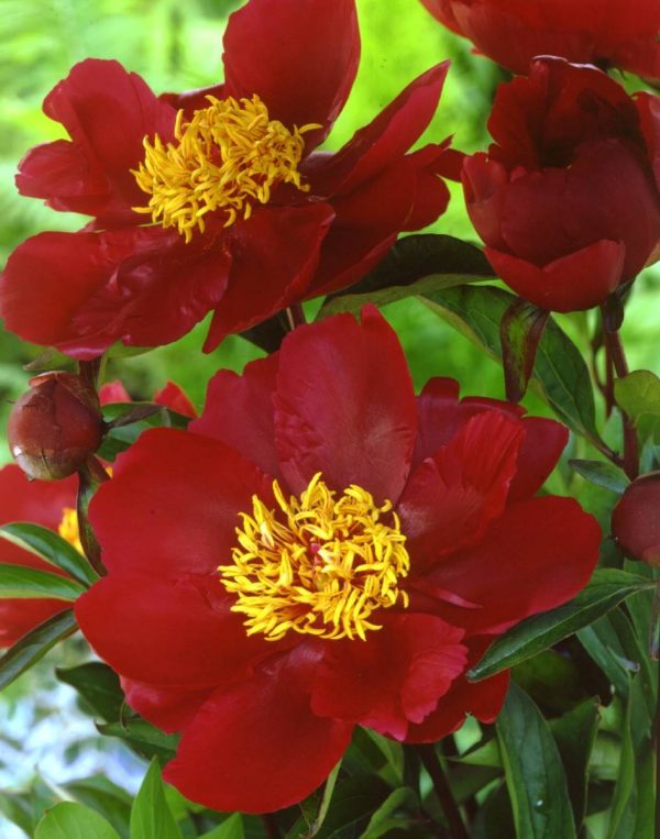Paeonia  Miss Mary