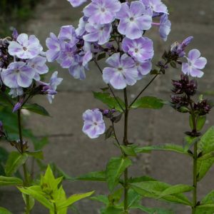Phlox pan, Miss Kelly