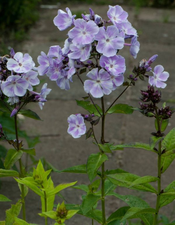 Phlox pan, Miss Kelly