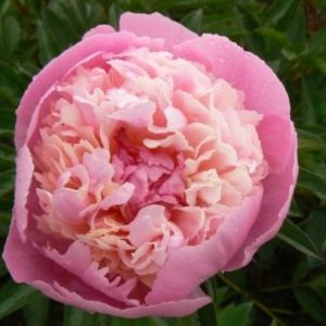Paeonia  Madame Emile Debatene