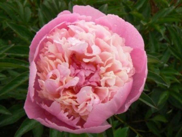 Paeonia  Madame Emile Debatene