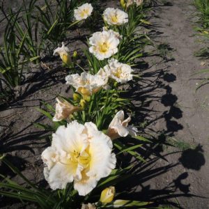 Hemerocallis Modeste Hedwig