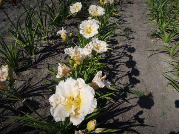 Hemerocallis Modeste Hedwig