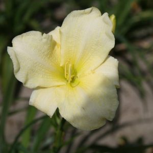 Hemerocallis Moment of Truth