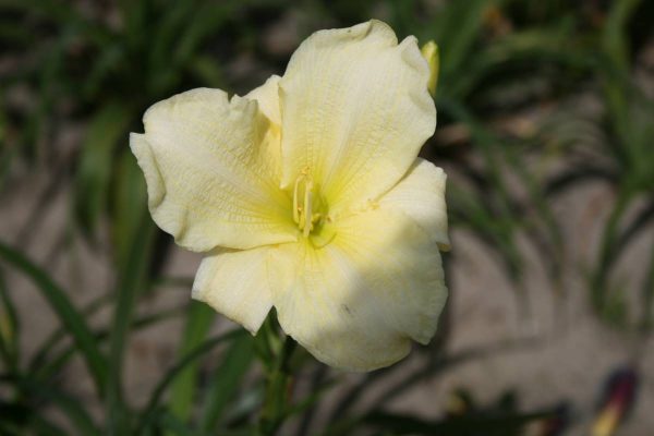 Hemerocallis Moment of Truth