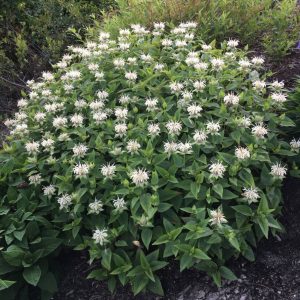 Monarda Bee Bright