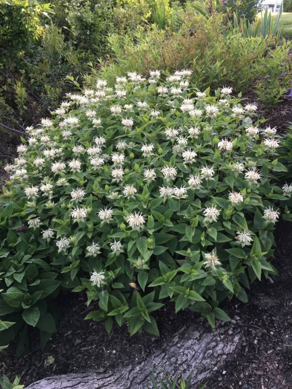 Monarda Bee Bright