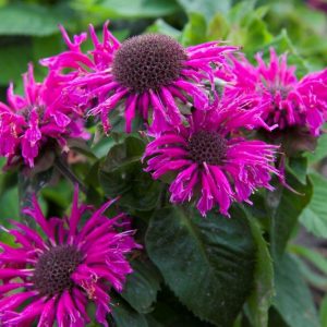 Monarda Bee-Free®