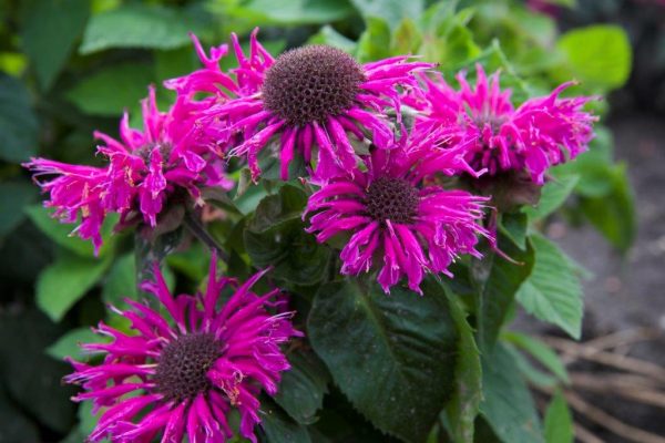 Monarda Bee-Free®