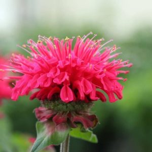 Monarda Bee-Happy®