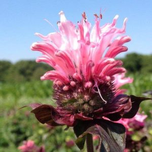 Monarda Bee-Lieve®