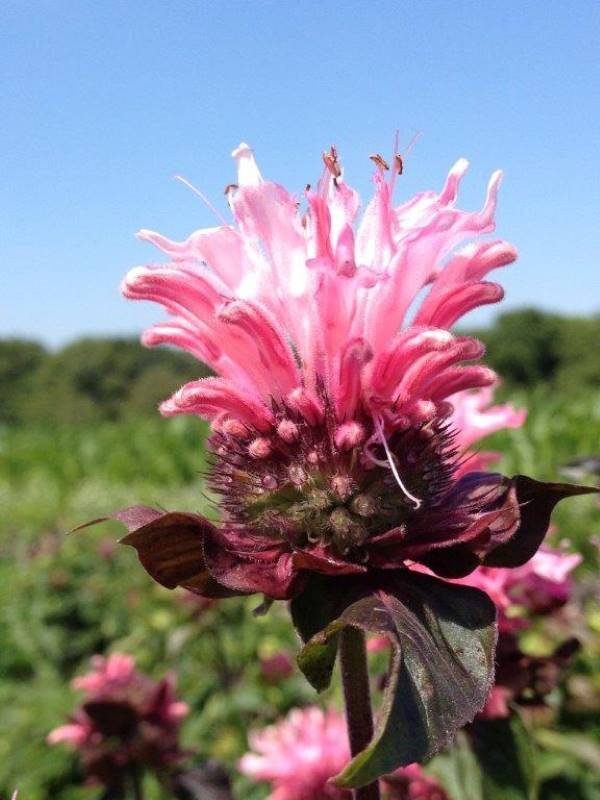 Monarda Bee-Lieve®