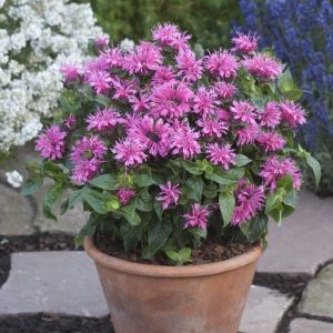 Monarda Cranberry Lace®