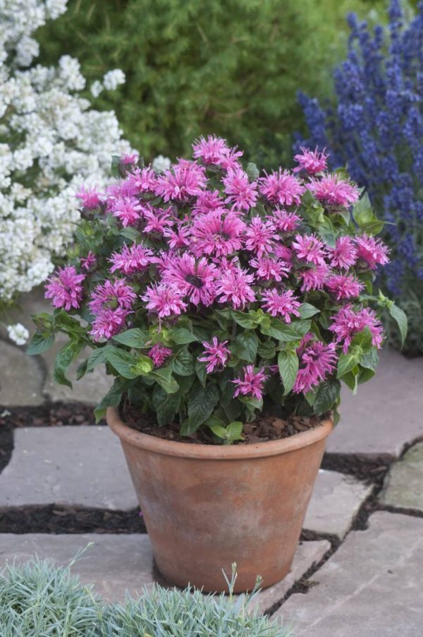 Monarda Cranberry Lace®
