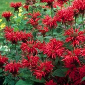 Monarda Gardenview Scarlet