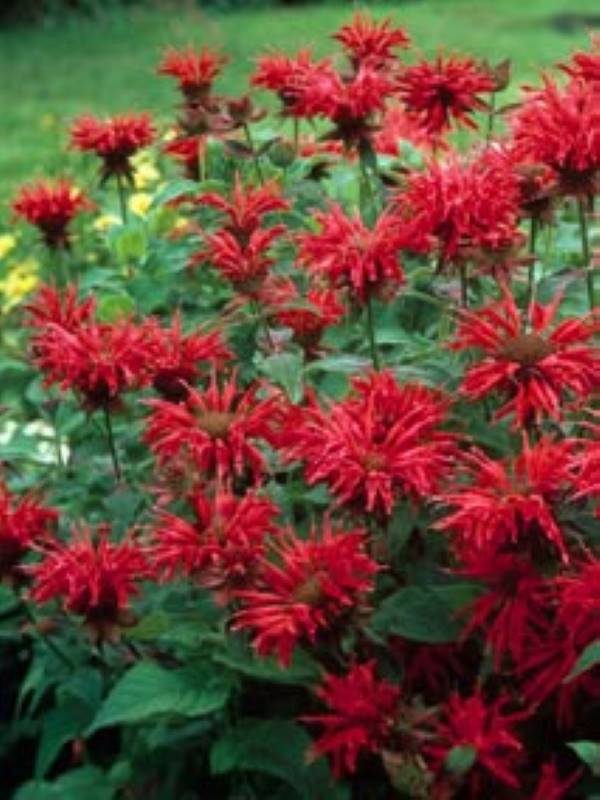 Monarda Gardenview Scarlet