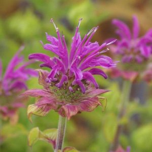 Monarda Prairienacht