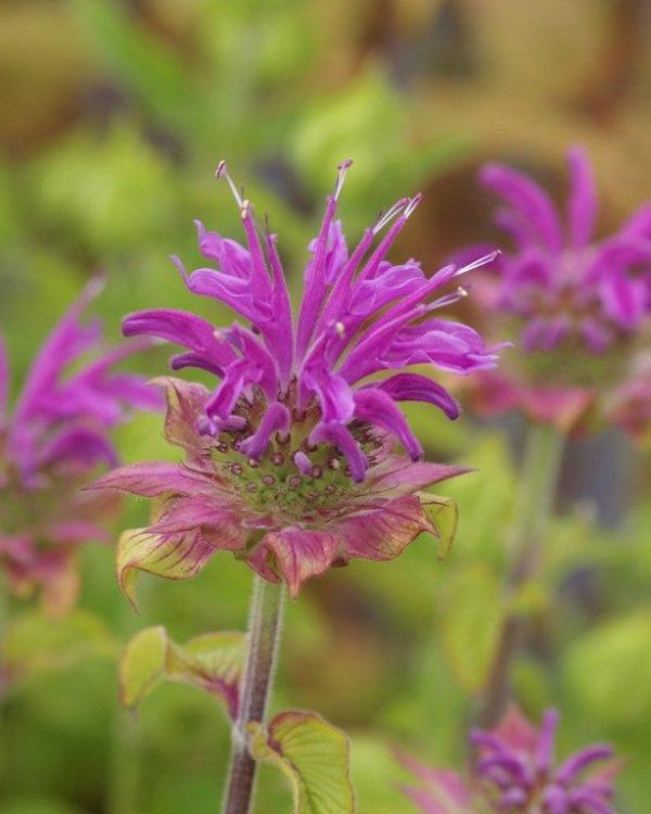 Monarda Prairienacht