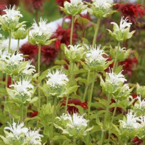 Monarda Schneewitchen